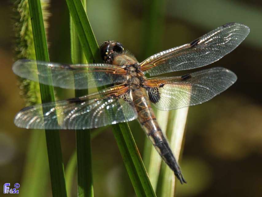 Libellula quadrimaculata - négyfoltos laposacsa