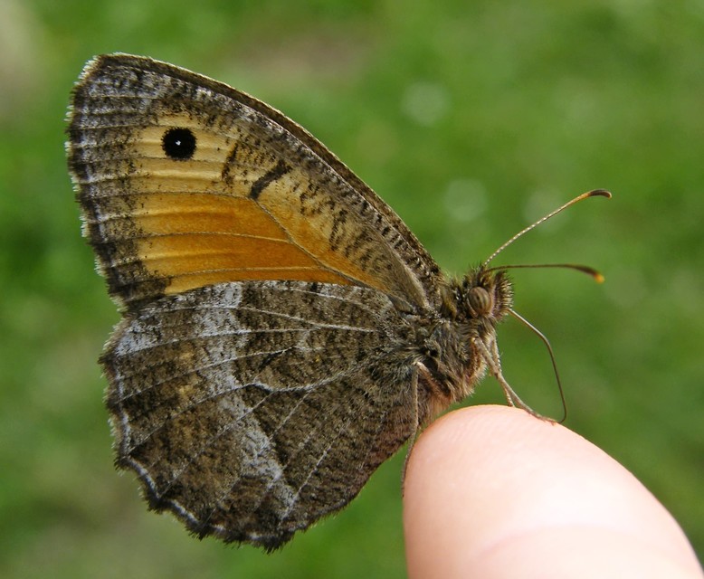 Arethusana arethusa - közönséges szemeslepke