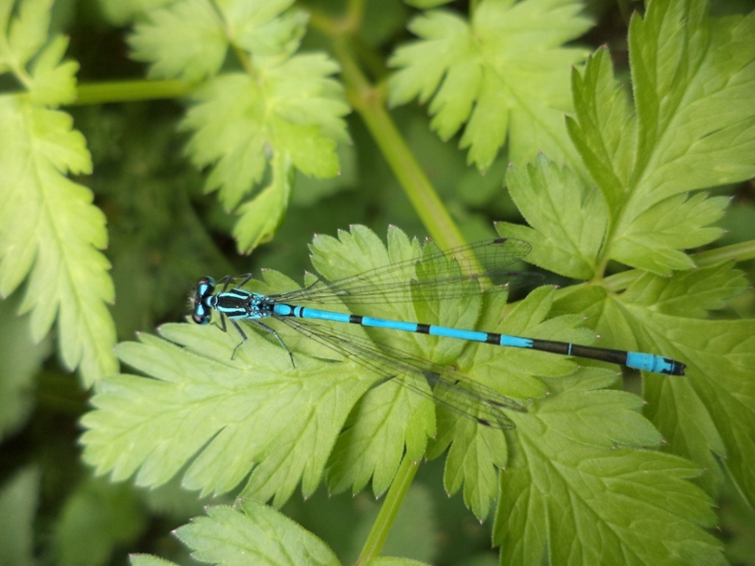 Coenagrion puella - azúrkék légivadász