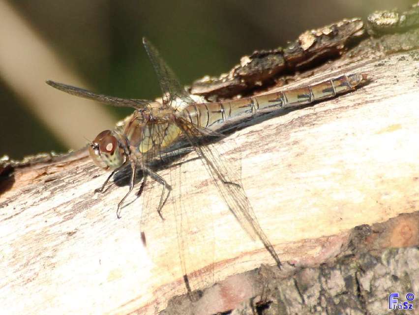 Sympetrum striolatum/vulgatum