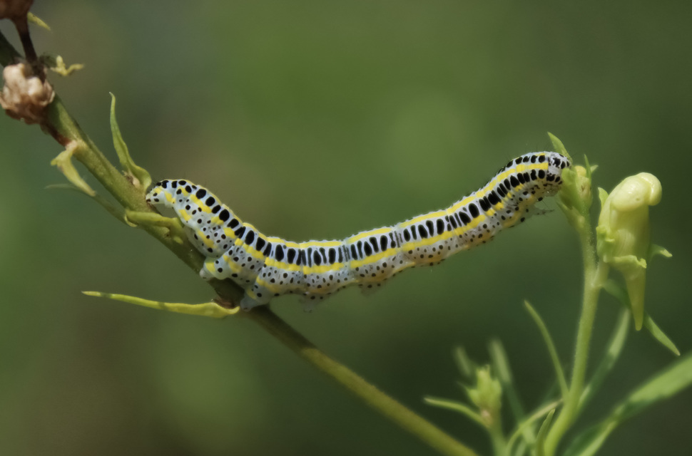 Calophasia lunula - gyújtoványfű-apróbagoly