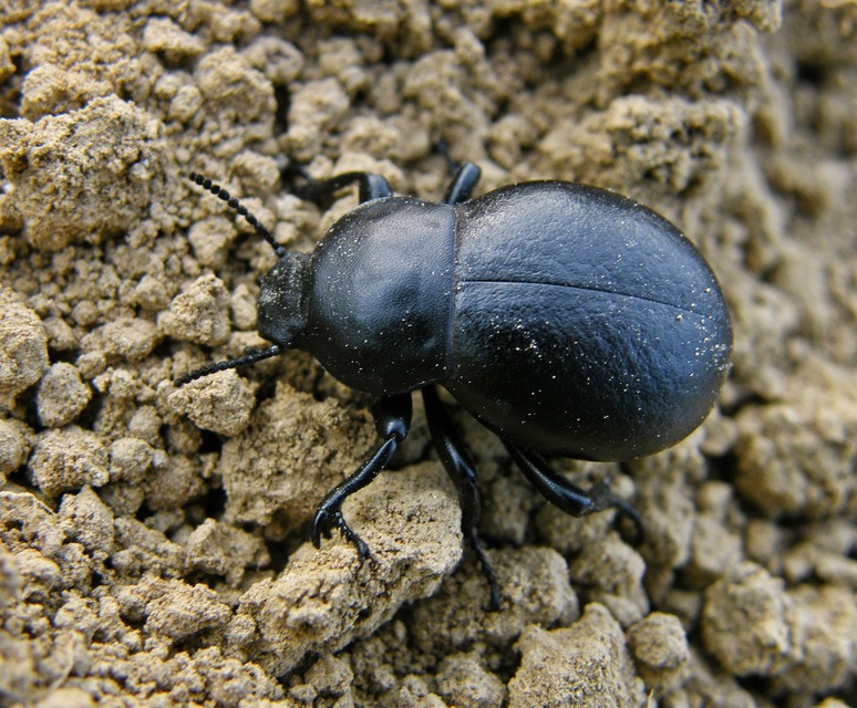 Gnaptor spinimanus - pohos gyászbogár