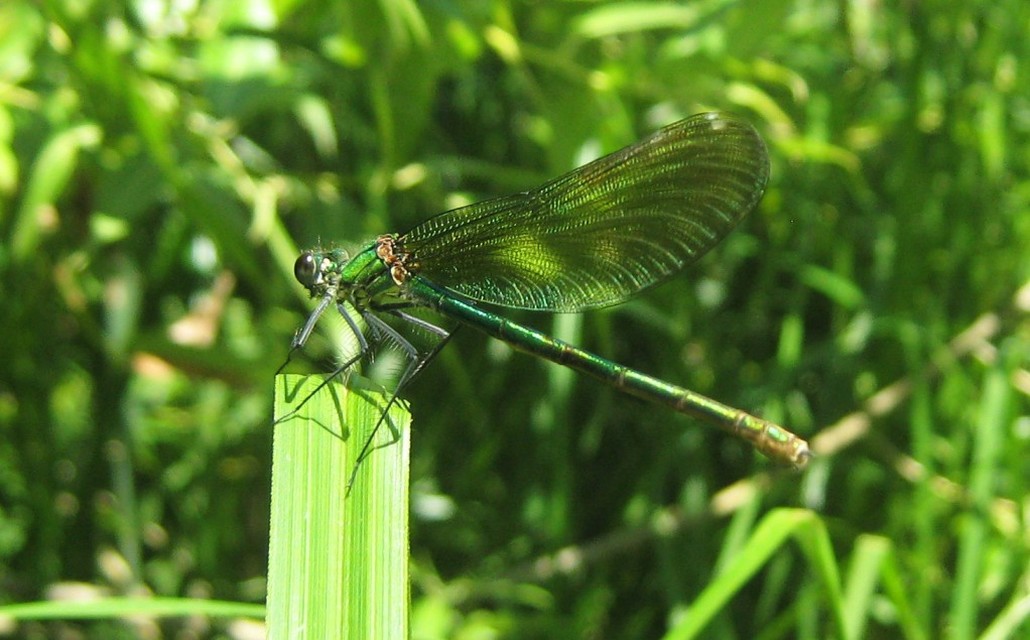 Calopteryx splendens - sávos szitakötő