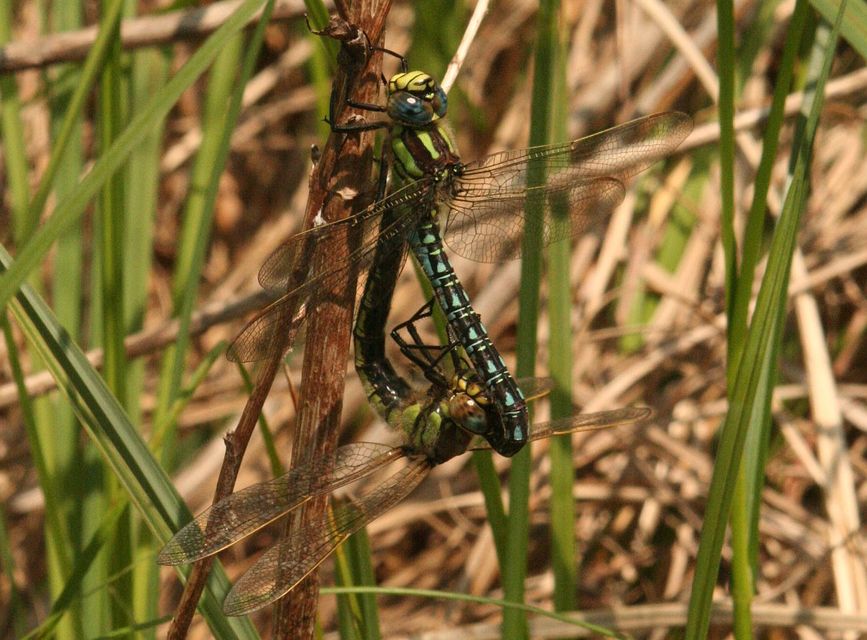Brachytron pratense - szőrös karcsúacsa