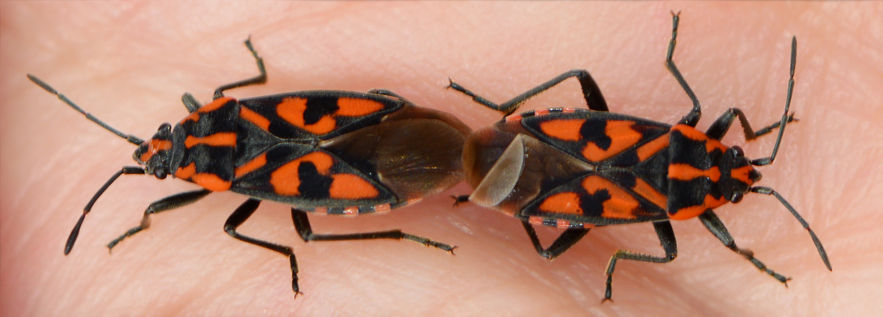 Spilostethus saxatilis - virágbodobács