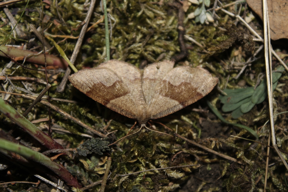 Plagodis pulveraria - szemcsés araszoló