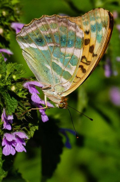 Argynnis paphia - nagy gyöngyházlepke