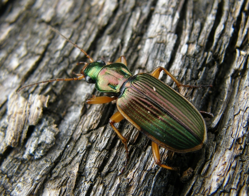 Chlaenius spoliatus - csupasz bűzfutó