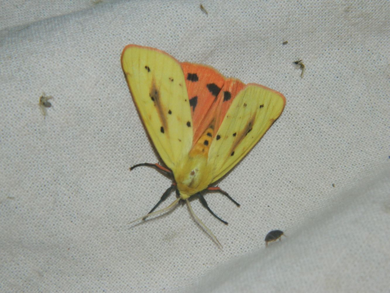 Rhyparioides metelkana - Metelka-medvelepke