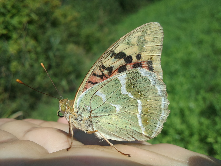 Argynnis pandora - zöldes gyöngyházlepke