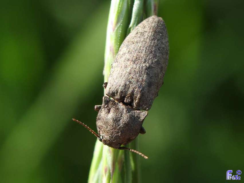 Agrypnus murinus - egérszínű pikkelyespattanó