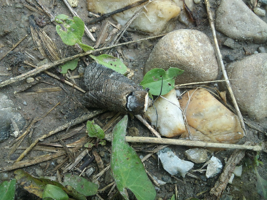 Cossus cossus - fűzfarontólepke