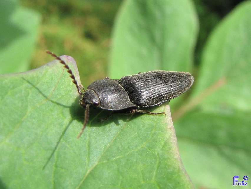 Neopristilophus insitivus - lapos pattanó