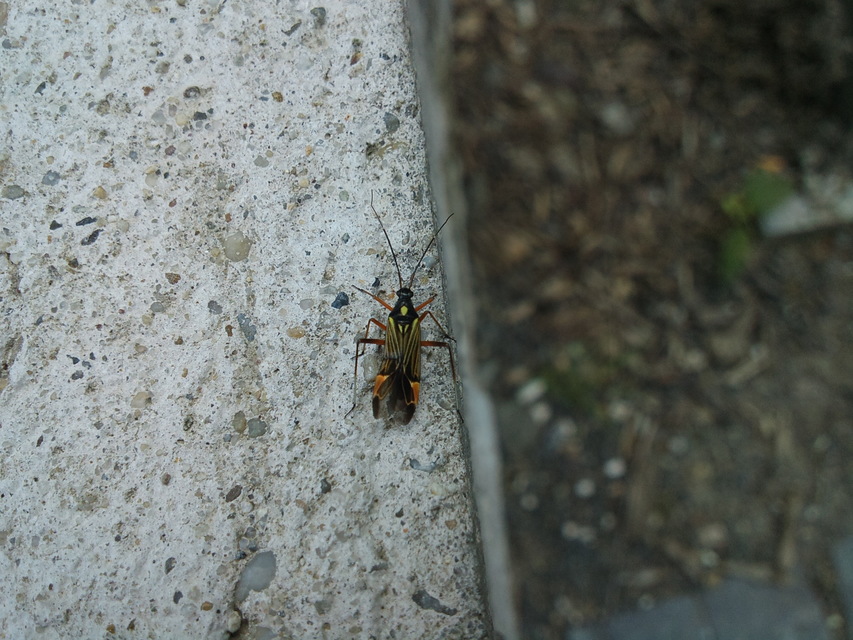 Miris striatus - sávos mezeipoloska