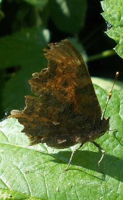 Nymphalis c-album - C-betűs lepke