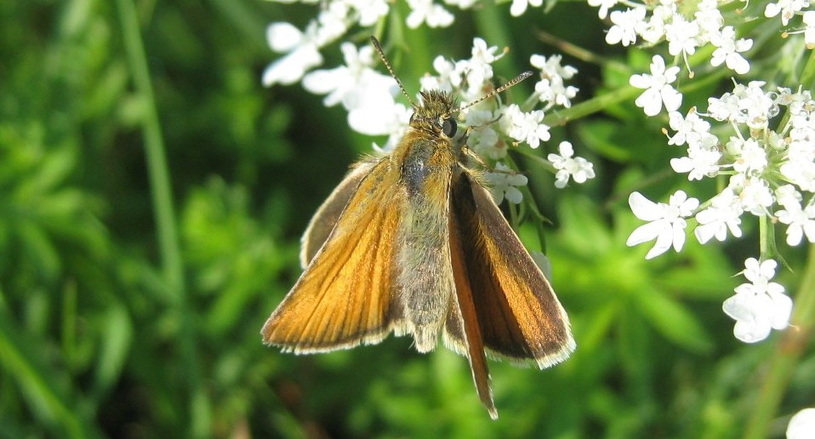 Thymelicus lineola - vonalas busalepke