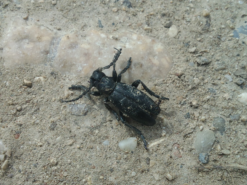 Dorcadion aethiops - fekete gyalogcincér