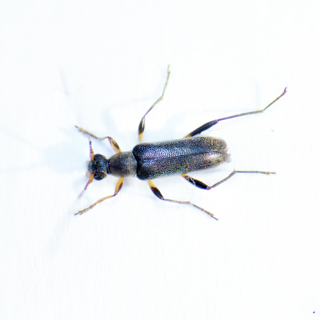 Grammoptera ruficornis - gyűrűscsápú galagonyacincér Grammoptera ruficornis - gyűrűscsápú galagonyacincér