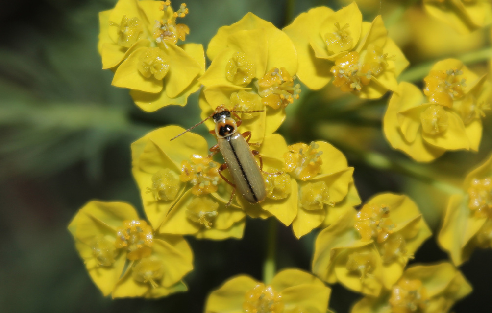 Metacantharis clypeata - tavaszi lágybogár