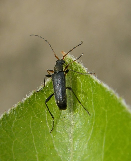 Grammoptera ruficornis - gyűrűscsápú galagonyacincér Grammoptera ruficornis - gyűrűscsápú galagonyacincér