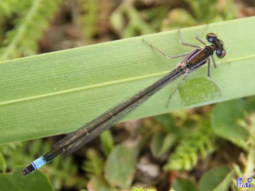 Ischnura elegans