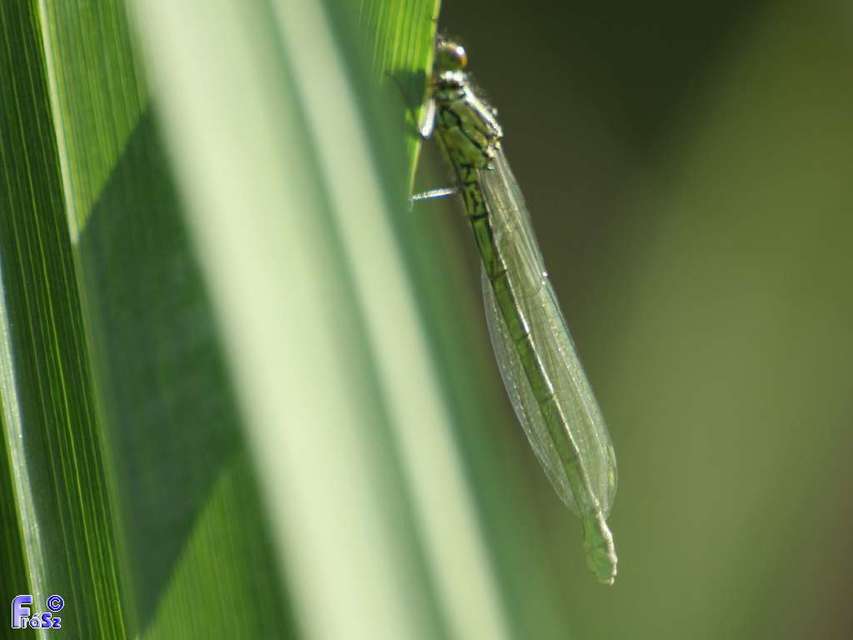 Erythromma najas - nagy pirosszemű-légivadász