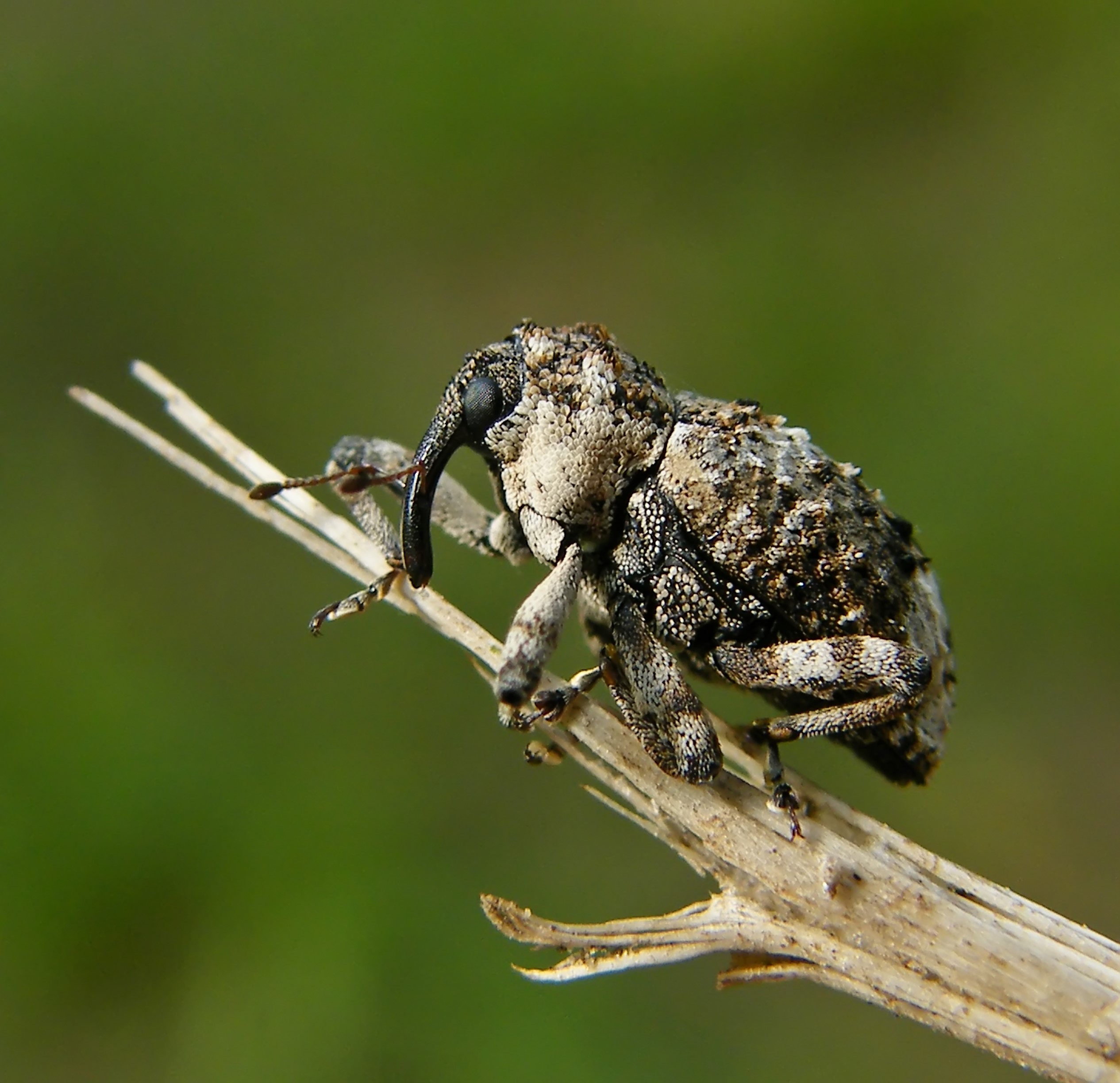 Cryptorhynchus lapathi - tarka fűzormányos