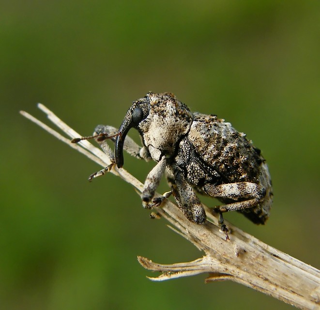 Cryptorhynchus lapathi - tarka fűzormányos