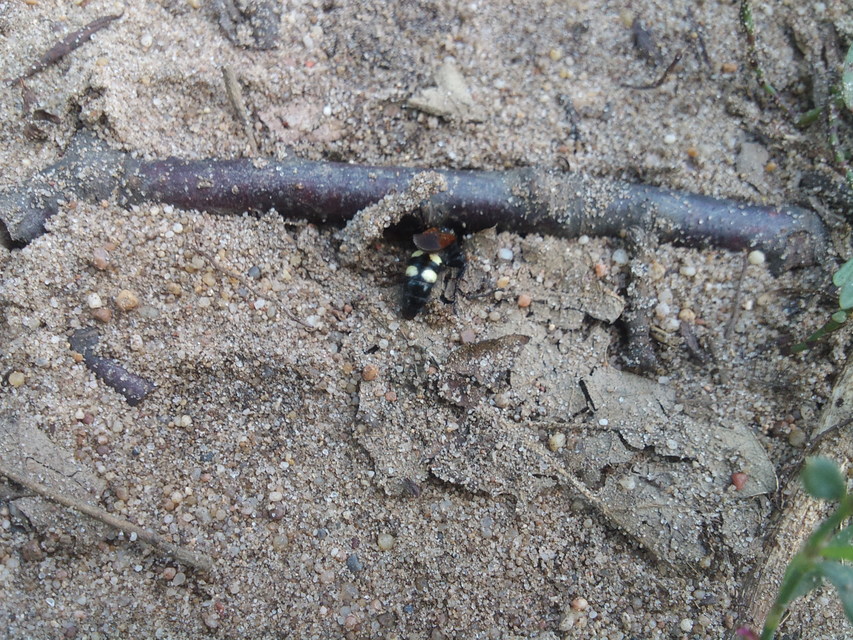 Scolia sexmaculata - négyfoltos tőrösdarázs Scolia sexmaculata - négyfoltos tőrösdarázs