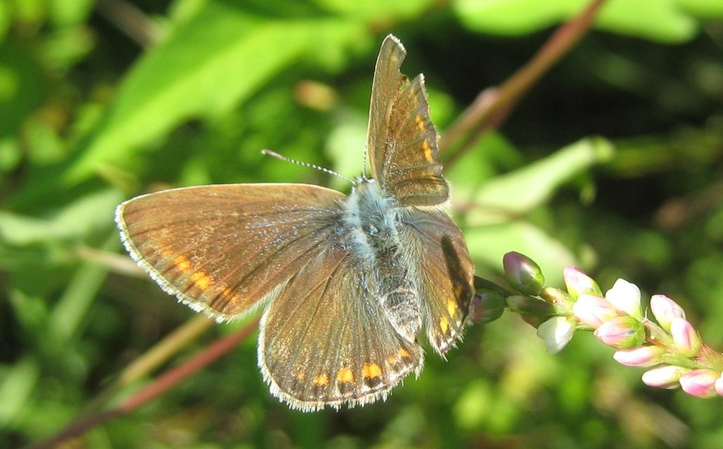 Polyommatus icarus - közönséges boglárka