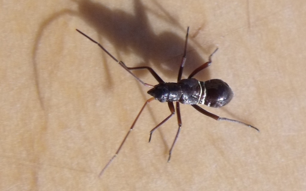 Miris striatus - sávos mezeipoloska