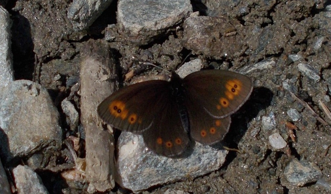 Erebia medusa - tavaszi szerecsenlepke