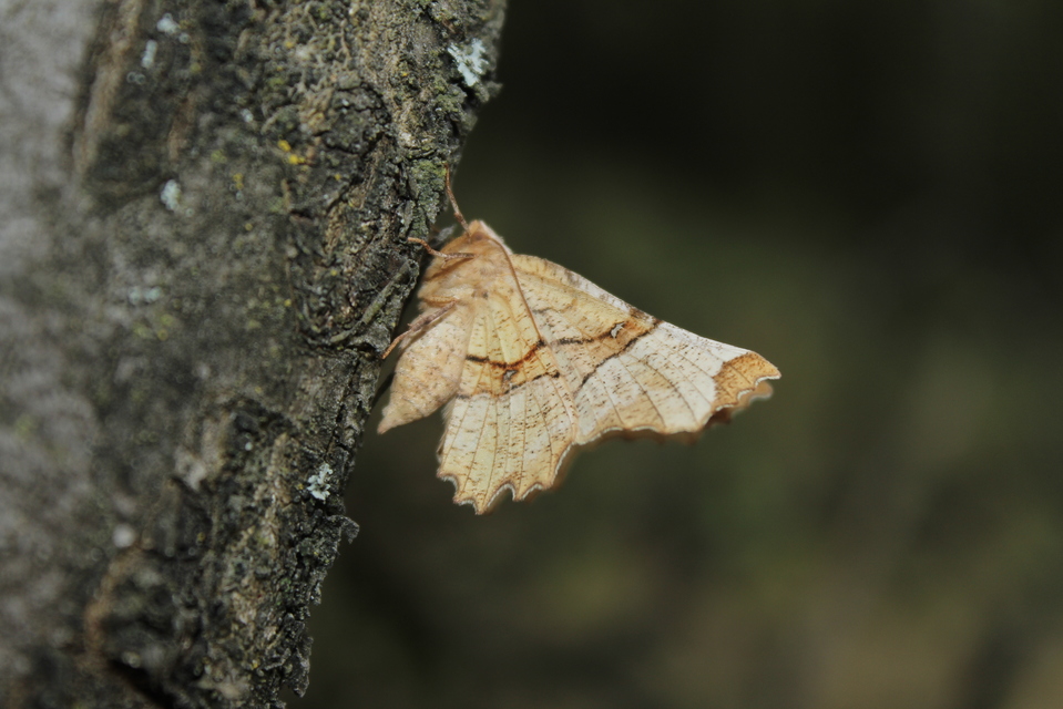 Selenia lunularia - egyfoltos holdasaraszoló