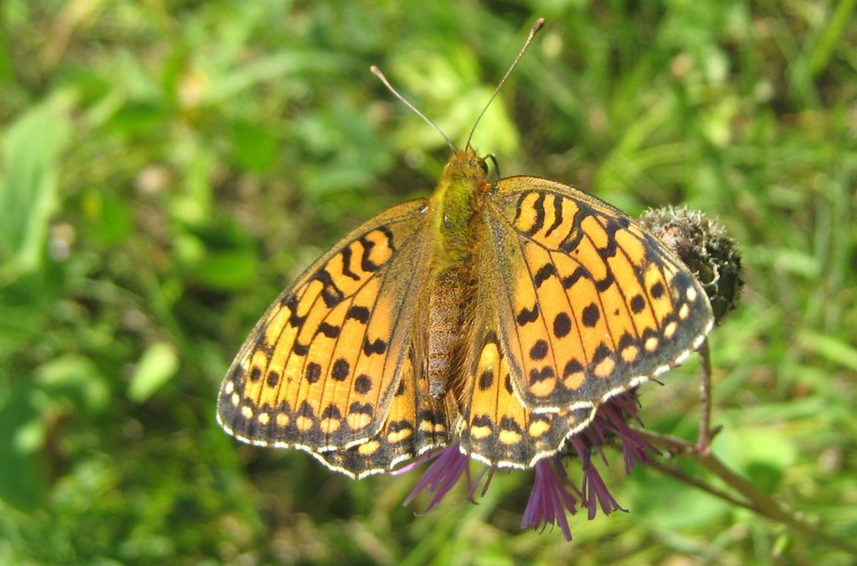 Argynnis aglaja - kerekfoltú gyöngyházlepke