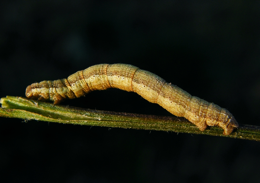 Ematurga atomaria - barna rétiaraszoló