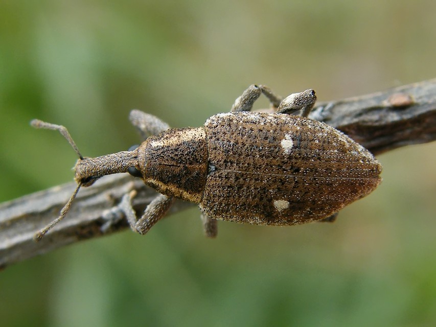 Lepyrus palustris - kétpettyes fűzormányos