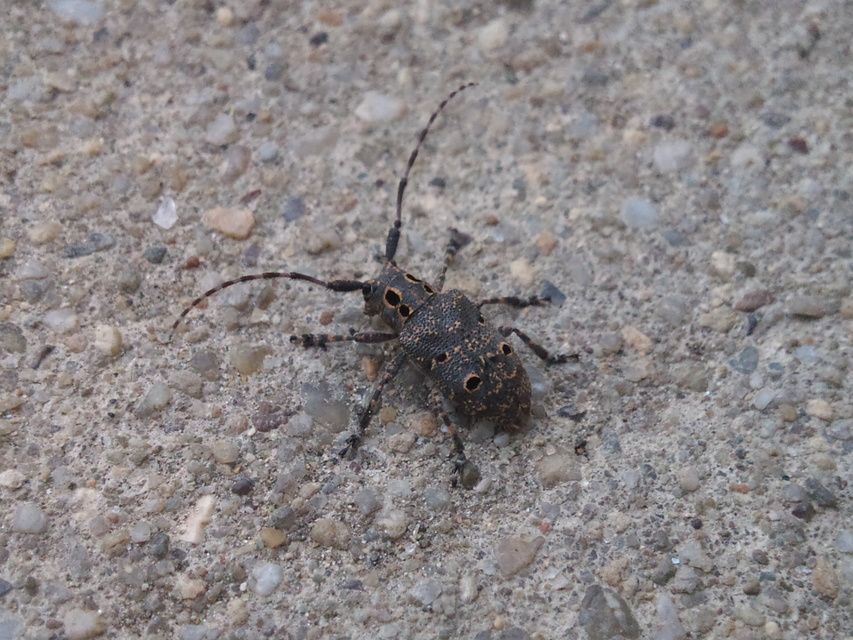 Mesosa curculionoides - szemfoltos cincér Mesosa curculionoides - szemfoltos cincér