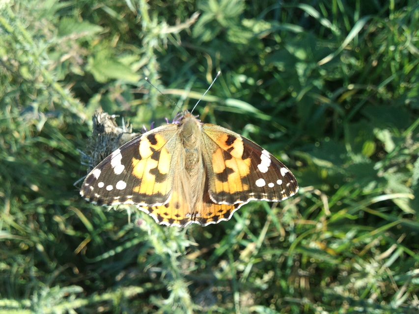 Vanessa cardui - bogáncslepke