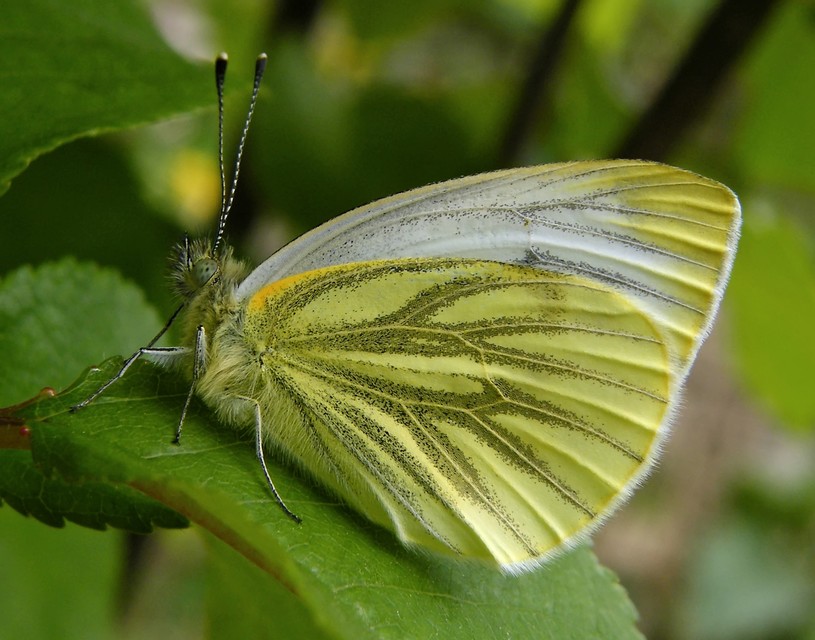Pieris napi - repcelepke