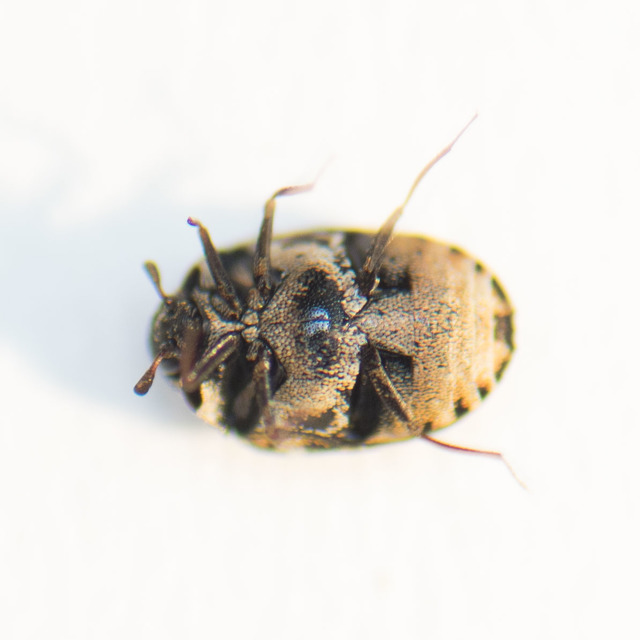 Anthrenus scrophulariae - nagy múzeumbogár