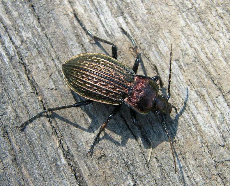 Carabus ulrichii - rezes futrinka Carabus ulrichii - rezes futrinka