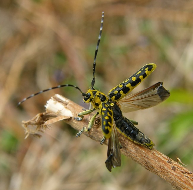Saperda scalaris - létracincér