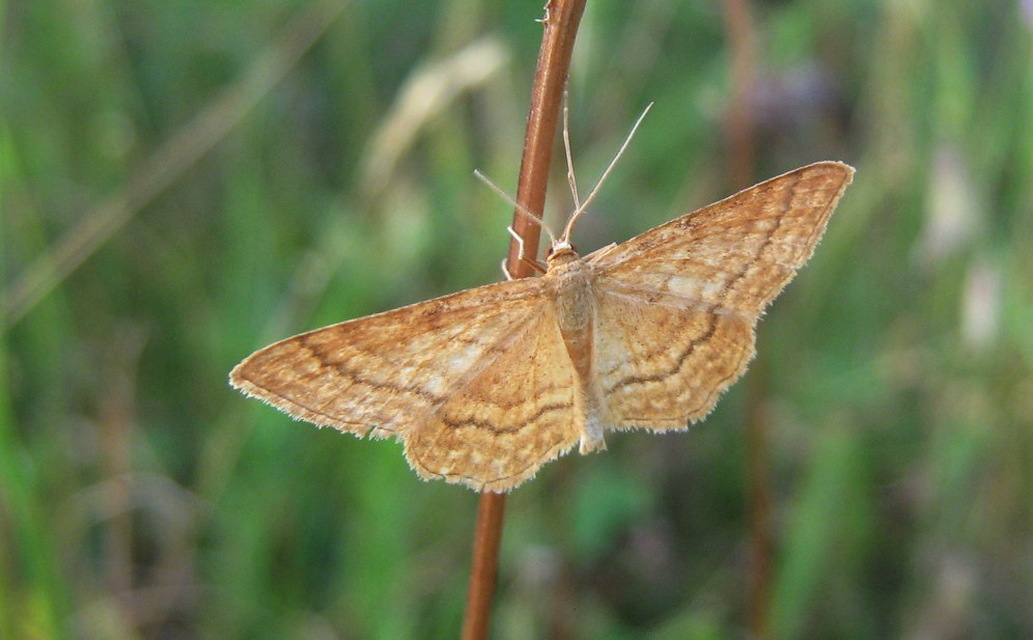 Idaea ochrata - okkerszínű sávosaraszoló
