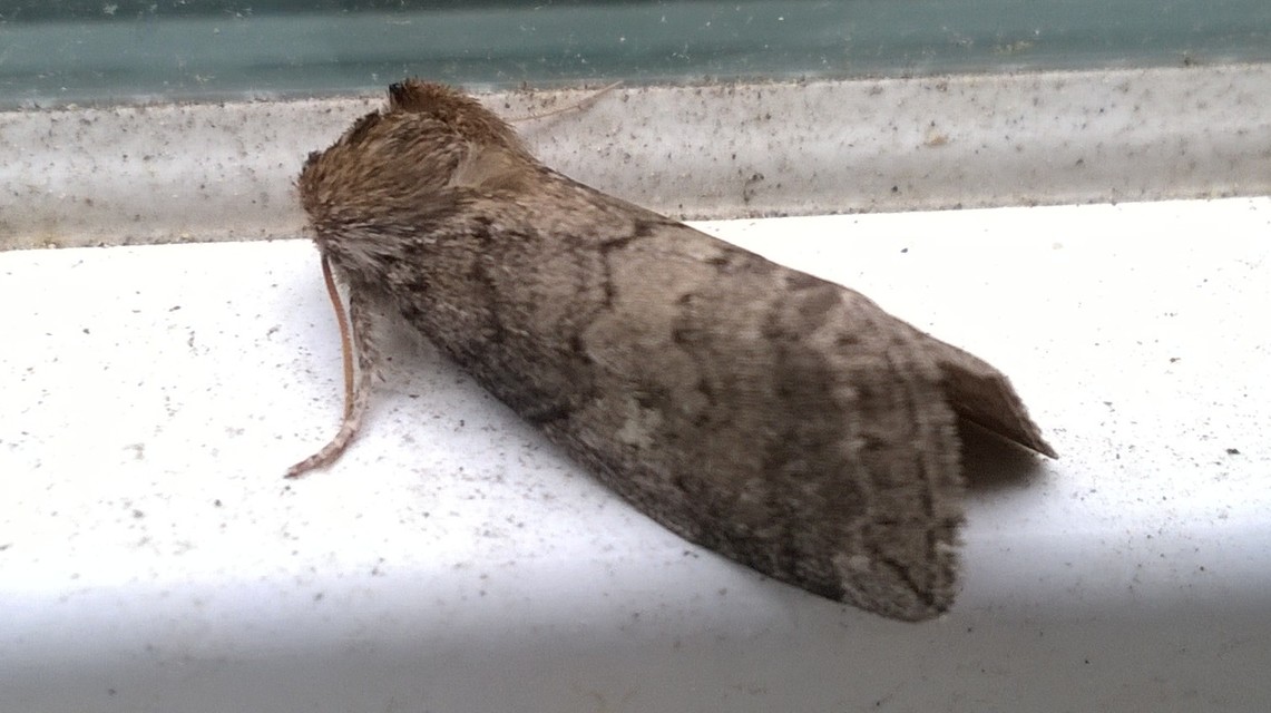 Tethea or - bélyeges pihésszövő