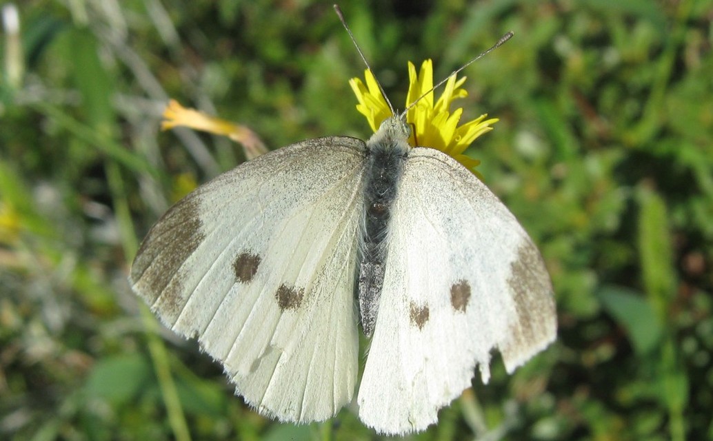 Pieris rapae - répalepke