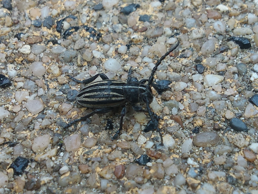 Dorcadion scopolii - nyolcsávos gyalogcincér Dorcadion scopolii - nyolcsávos gyalogcincér
