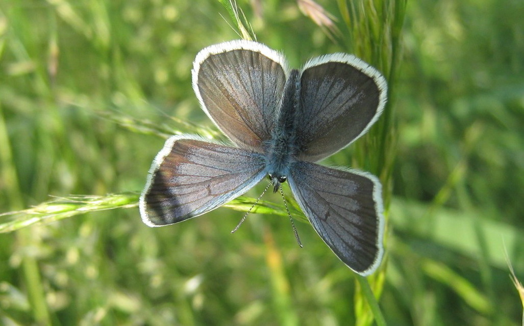 Plebejus argus - ezüstös boglárka