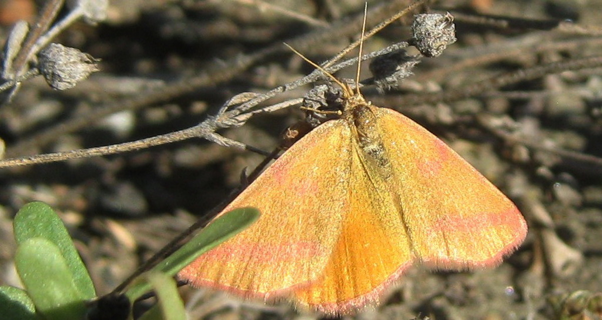 Lythria purpuraria - bíborsávos araszoló