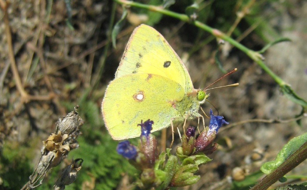 Colias erate - csángó-kéneslepke