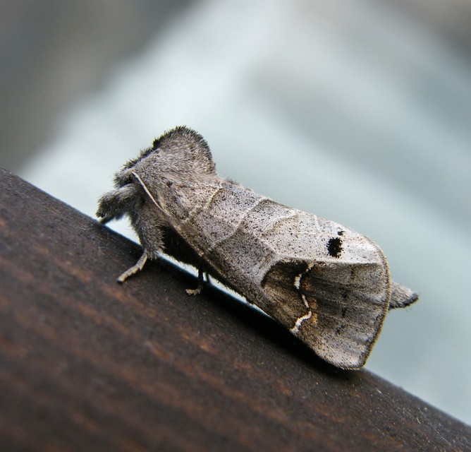 Clostera anachoreta - tarka levélszövő